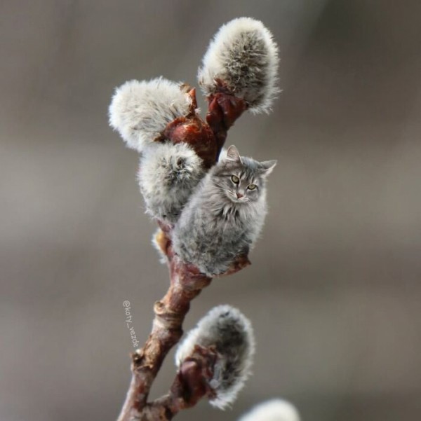 Điều gì xảy ra nếu mọi thứ đều có khuôn mặt mèo?