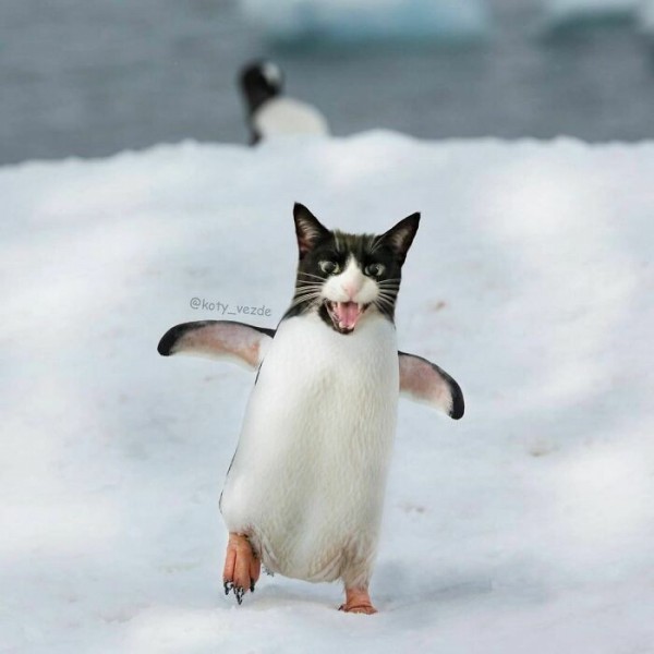 Điều gì xảy ra nếu mọi thứ đều có khuôn mặt mèo?