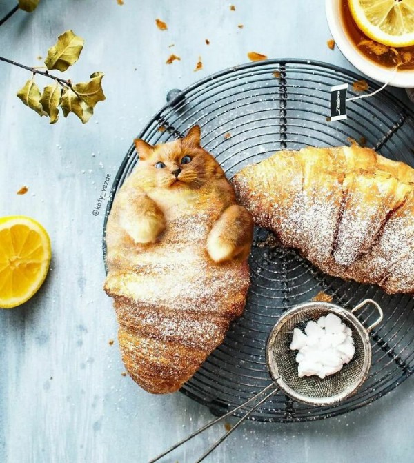 Điều gì xảy ra nếu mọi thứ đều có khuôn mặt mèo?