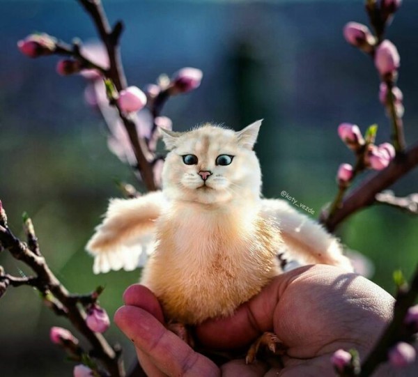 Điều gì xảy ra nếu mọi thứ đều có khuôn mặt mèo?