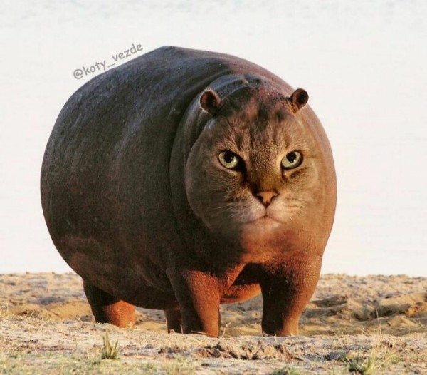 Điều gì xảy ra nếu mọi thứ đều có khuôn mặt mèo?