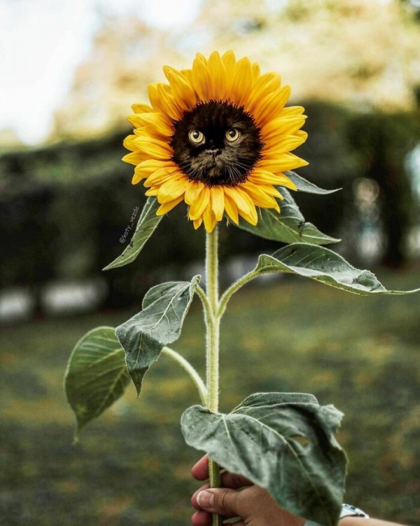 Điều gì xảy ra nếu mọi thứ đều có khuôn mặt mèo?