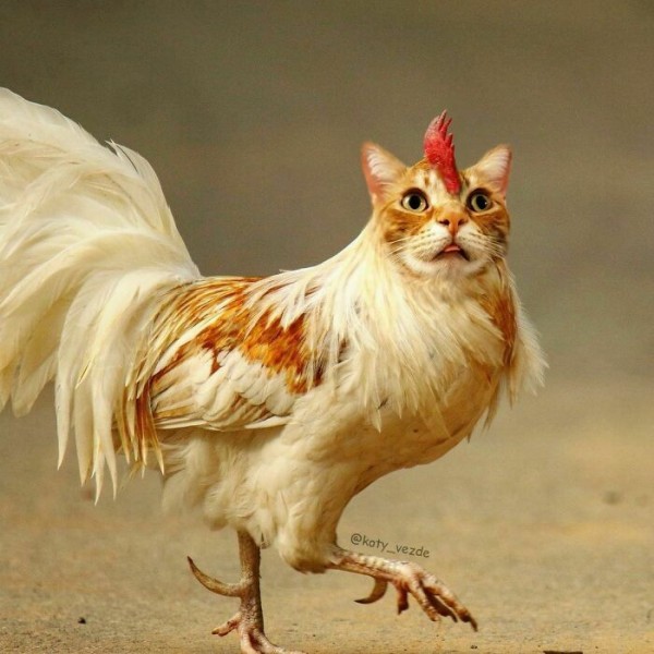 Điều gì xảy ra nếu mọi thứ đều có khuôn mặt mèo?