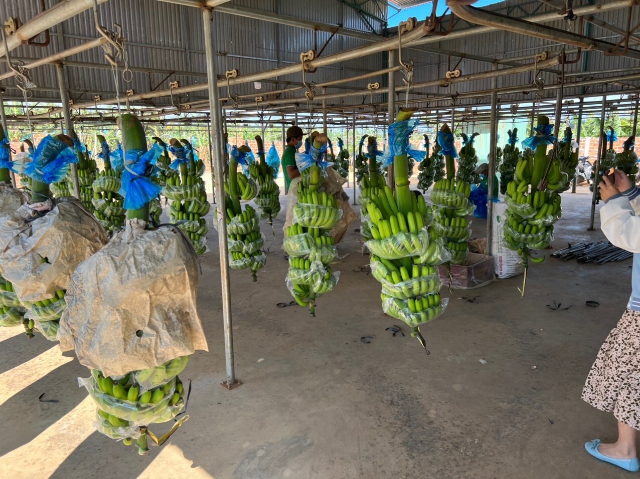 Doanh nghiệp bán cá, tôm, thịt heo... thu lãi bao nhiêu trong năm vừa qua?