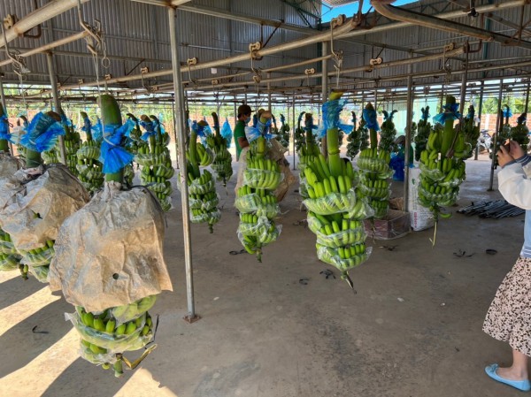 Doanh nghiệp bán cá, tôm, thịt heo... thu lãi bao nhiêu trong năm vừa qua?