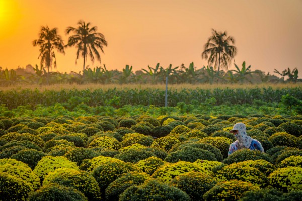 Đón tết tại 