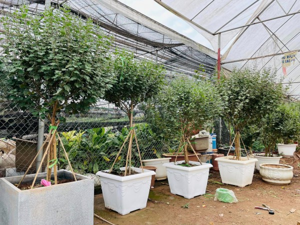 Ghé chợ hoa Xuân Quan Tết Quý Mão: Cúc cổ Sơn La giá vài triệu vẫn đắt khách Ghé chợ hoa Xuân Quan Tết Quý Mão: Cúc cổ Sơn La giá vài triệu vẫn đắt khách