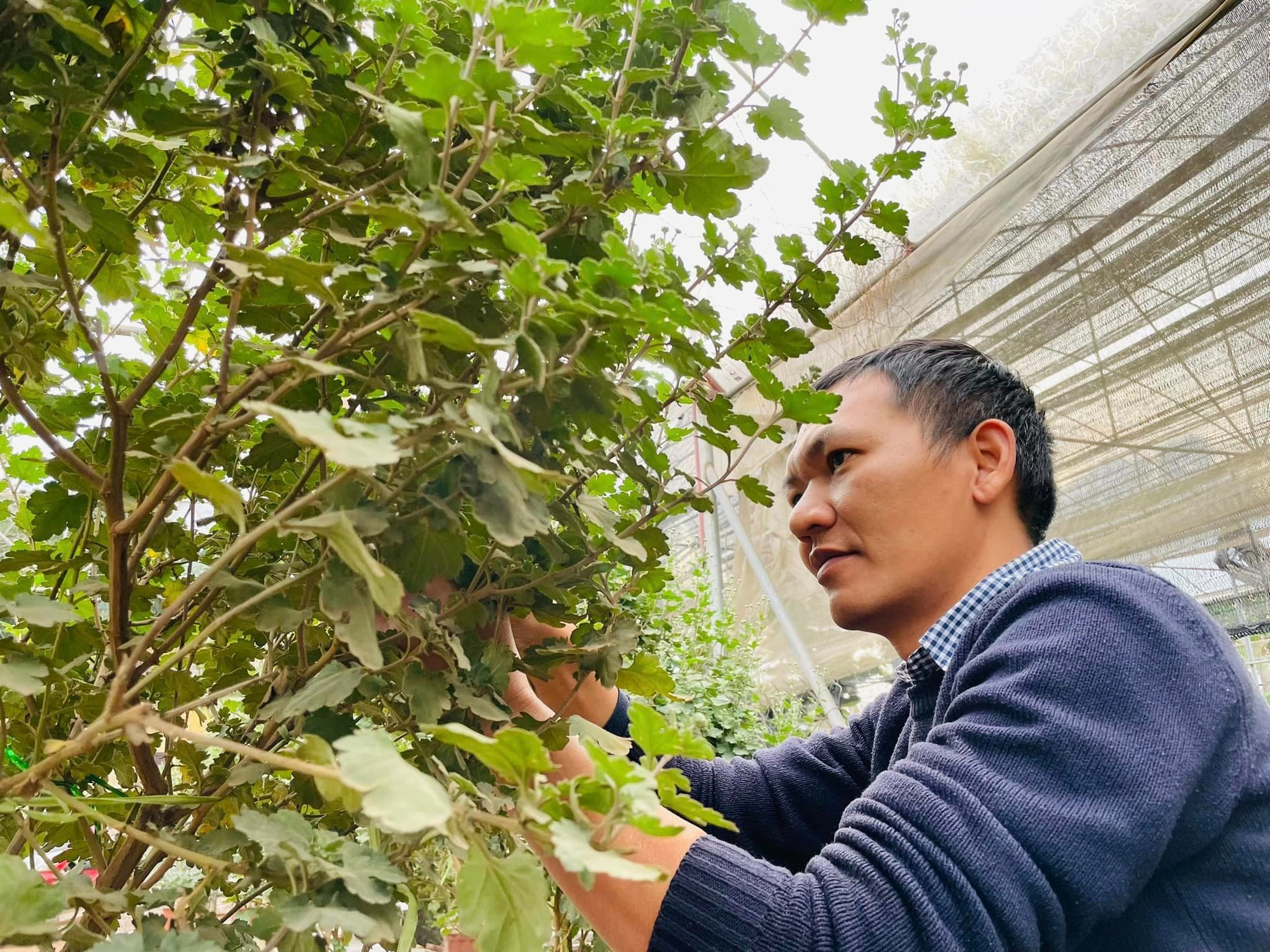 Ghé chợ hoa Xuân Quan Tết Quý Mão: Cúc cổ Sơn La giá vài triệu vẫn đắt khách Ghé chợ hoa Xuân Quan Tết Quý Mão: Cúc cổ Sơn La giá vài triệu vẫn đắt khách