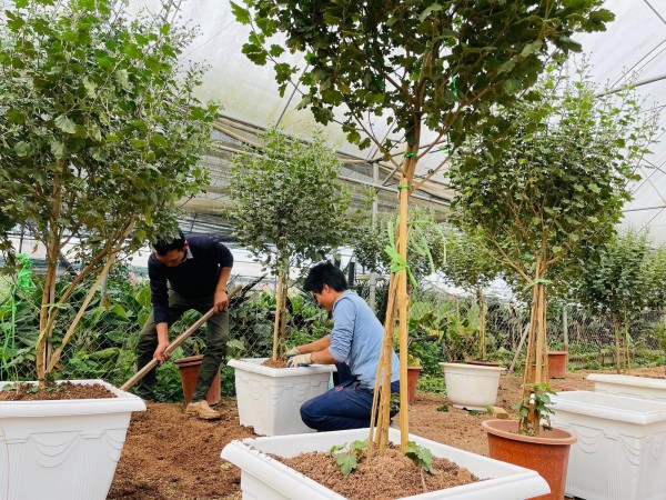 Ghé chợ hoa Xuân Quan Tết Quý Mão: Cúc cổ Sơn La giá vài triệu vẫn đắt khách