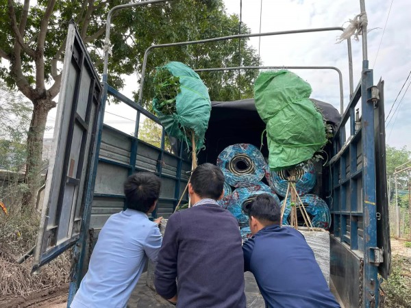 Ghé chợ hoa Xuân Quan Tết Quý Mão: Cúc cổ Sơn La giá vài triệu vẫn đắt khách