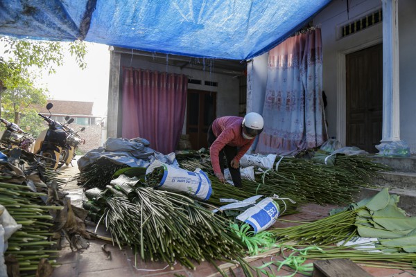 Hà Nội: Người dân làng Tràng Cát tất bật “hái lá đếm tiền”