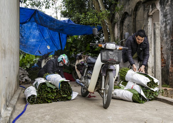 Hà Nội: Người dân làng Tràng Cát tất bật “hái lá đếm tiền”