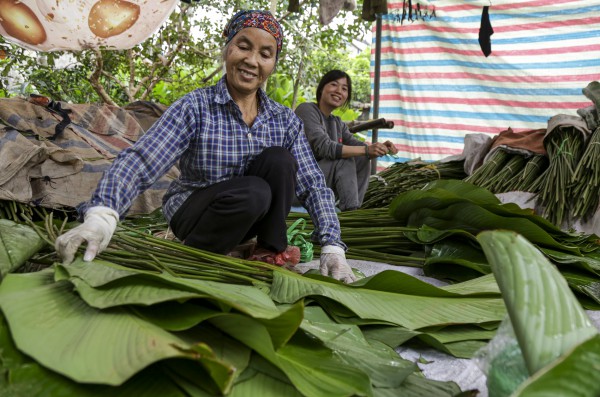 Hà Nội: Người dân làng Tràng Cát tất bật “hái lá đếm tiền”