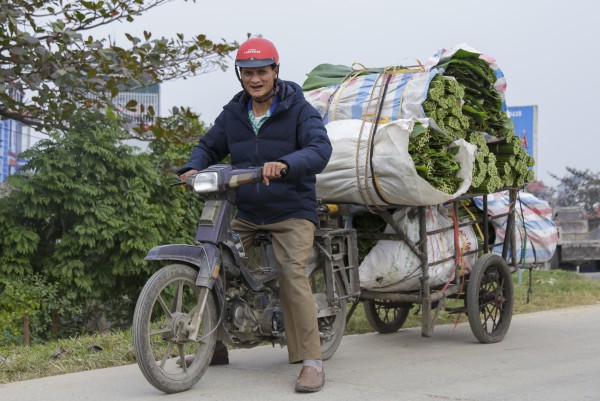 Hà Nội: Người dân làng Tràng Cát tất bật “hái lá đếm tiền”