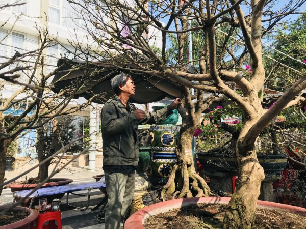 Hoa đào đắt hàng ở chợ tết Tây Đô