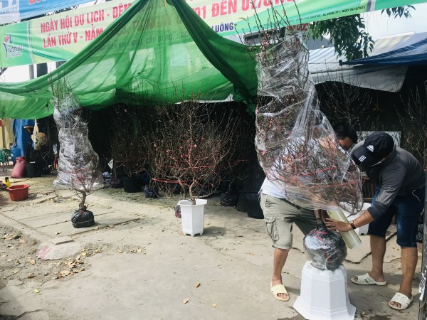 Hoa đào đắt hàng ở chợ tết Tây Đô
