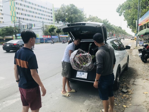 Hoa đào đắt hàng ở chợ tết Tây Đô