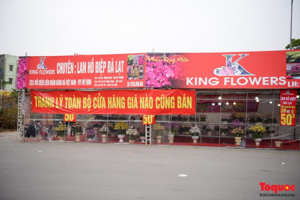 Hoa đào, lan, quất... "giảm giá sốc" chờ người mua Hoa đào, lan, quất... "giảm giá sốc" chờ người mua