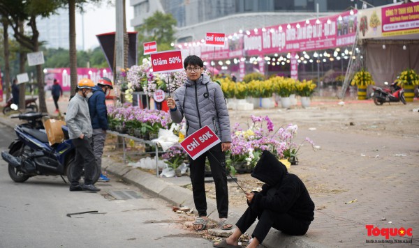 Hoa đào, lan, quất... "giảm giá sốc" chờ người mua Hoa đào, lan, quất... "giảm giá sốc" chờ người mua