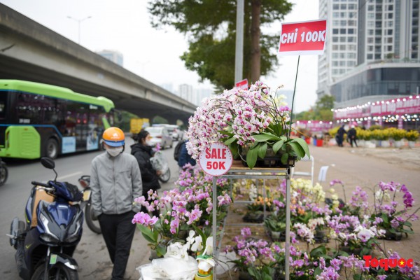Hoa đào, lan, quất... "giảm giá sốc" chờ người mua Hoa đào, lan, quất... "giảm giá sốc" chờ người mua