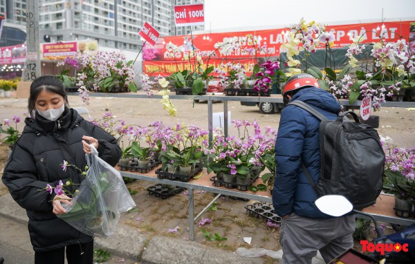 Hoa đào, lan, quất... "giảm giá sốc" chờ người mua Hoa đào, lan, quất... "giảm giá sốc" chờ người mua