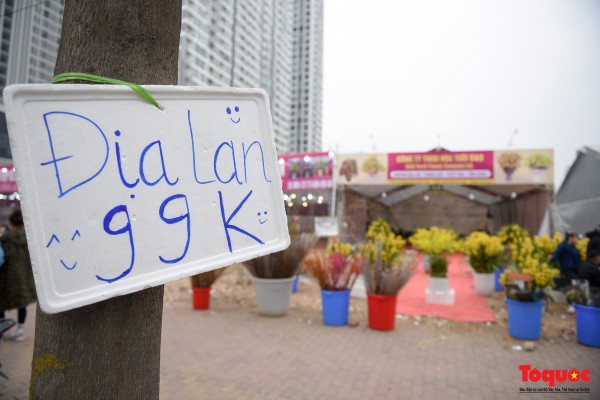 Hoa đào, lan, quất... "giảm giá sốc" chờ người mua Hoa đào, lan, quất... "giảm giá sốc" chờ người mua