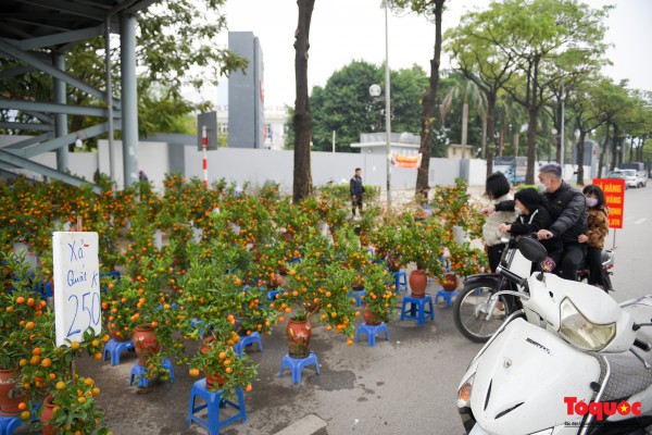 Hoa đào, lan, quất... "giảm giá sốc" chờ người mua Hoa đào, lan, quất... "giảm giá sốc" chờ người mua
