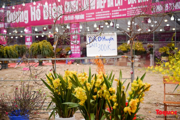 Hoa đào, lan, quất... "giảm giá sốc" chờ người mua Hoa đào, lan, quất... "giảm giá sốc" chờ người mua
