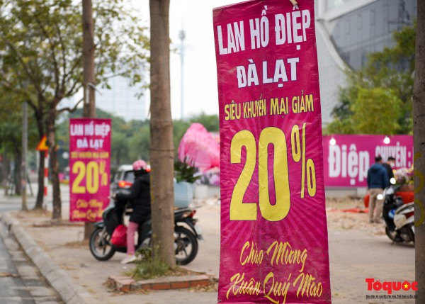 Hoa đào, lan, quất... "giảm giá sốc" chờ người mua Hoa đào, lan, quất... "giảm giá sốc" chờ người mua