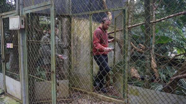 Hồi sinh mèo rừng