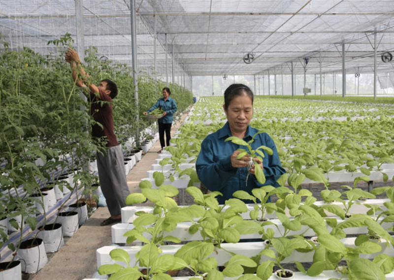 Kiến nghị xây dựng Luật Hợp tác xã Kiến nghị xây dựng Luật Hợp tác xã
