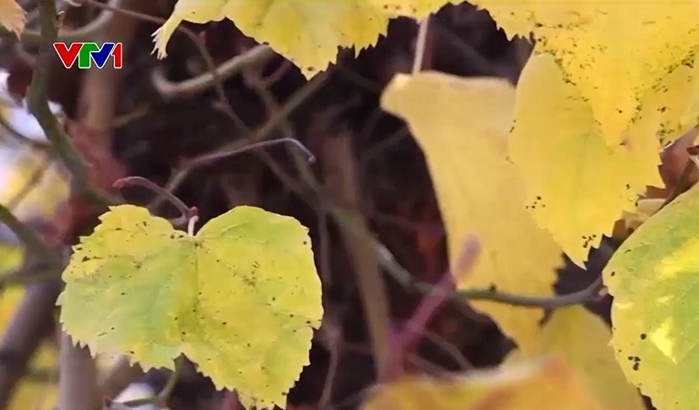 Lá nhân tạo - Năng lượng của tương lai