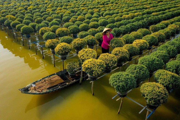 Làng hoa Sa Đéc rực rỡ đón Tết, nhiều người rục rịch lên kế hoạch đến “sống ảo” và ngắm muôn loài hoa