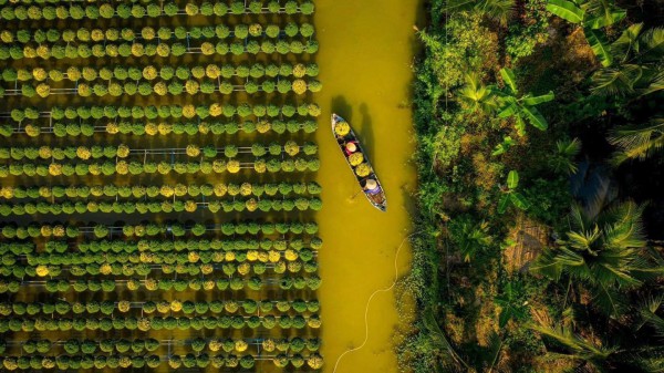 Làng hoa Sa Đéc rực rỡ đón Tết, nhiều người rục rịch lên kế hoạch đến “sống ảo” và ngắm muôn loài hoa