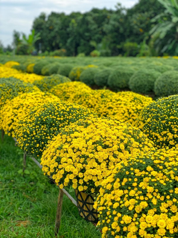 Làng hoa Sa Đéc rực rỡ đón Tết, nhiều người rục rịch lên kế hoạch đến “sống ảo” và ngắm muôn loài hoa