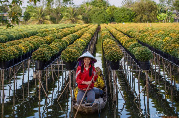 Làng hoa Sa Đéc rực rỡ đón Tết, nhiều người rục rịch lên kế hoạch đến “sống ảo” và ngắm muôn loài hoa