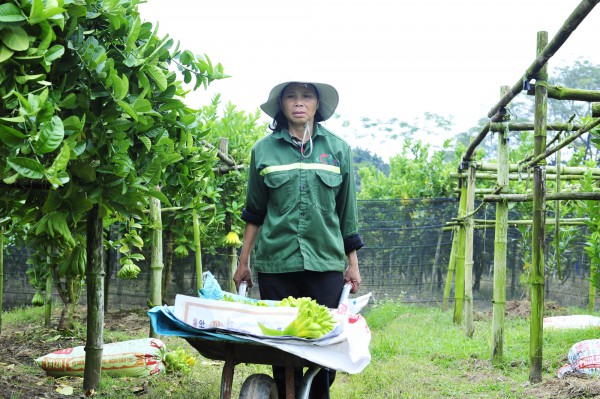 Làng trồng phật thủ ở Hà Nội bắt đầu nhộn nhịp mua bán, chủ vườn bật mí cách chọn quả đẹp để trưng Tết