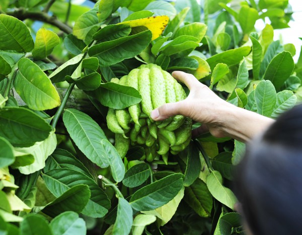 Làng trồng phật thủ ở Hà Nội bắt đầu nhộn nhịp mua bán, chủ vườn bật mí cách chọn quả đẹp để trưng Tết