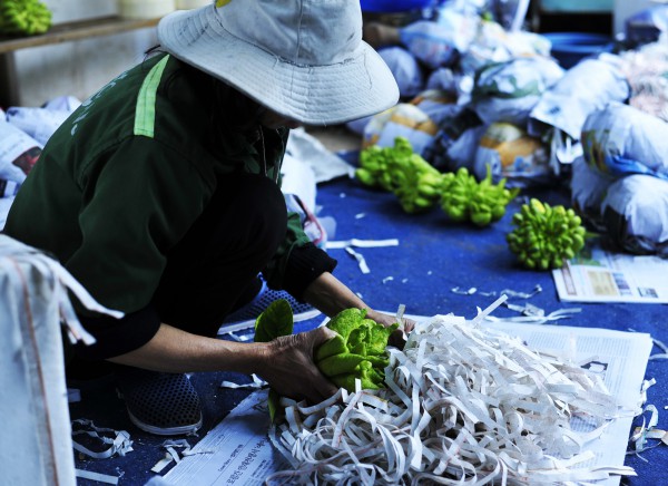 Làng trồng phật thủ ở Hà Nội bắt đầu nhộn nhịp mua bán, chủ vườn bật mí cách chọn quả đẹp để trưng Tết