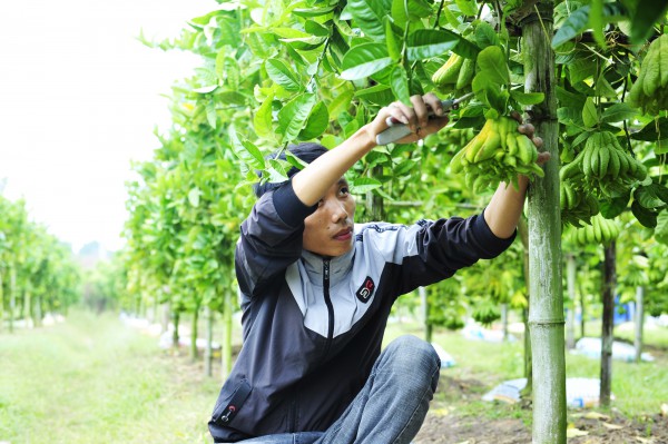 Làng trồng phật thủ ở Hà Nội bắt đầu nhộn nhịp mua bán, chủ vườn bật mí cách chọn quả đẹp để trưng Tết