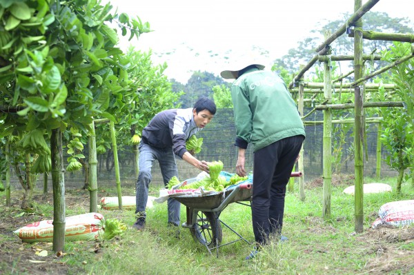 Làng trồng phật thủ ở Hà Nội bắt đầu nhộn nhịp mua bán, chủ vườn bật mí cách chọn quả đẹp để trưng Tết