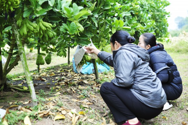 Làng trồng phật thủ ở Hà Nội bắt đầu nhộn nhịp mua bán, chủ vườn bật mí cách chọn quả đẹp để trưng Tết