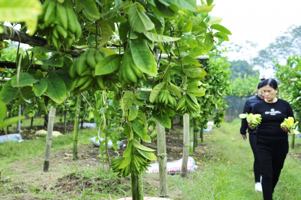 Làng trồng phật thủ ở Hà Nội bắt đầu nhộn nhịp mua bán, chủ vườn bật mí cách chọn quả đẹp để trưng Tết