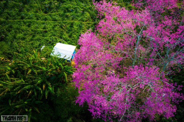 Mai anh đào Đà Lạt bung nở lộng lẫy những ngày giáp tết