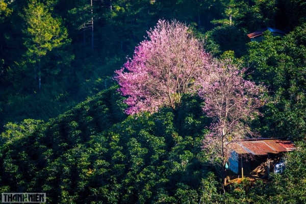 Mai anh đào Đà Lạt bung nở lộng lẫy những ngày giáp tết