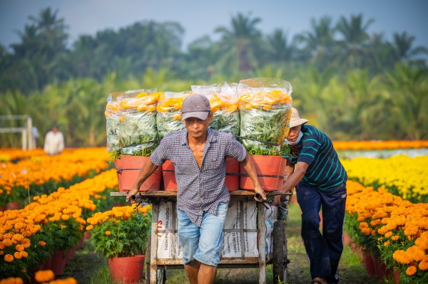 Năm điểm ngắm hoa tết rực rỡ nhất phương Nam