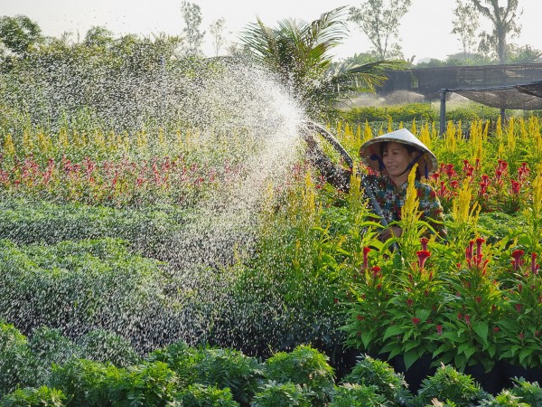 Năm điểm ngắm hoa tết rực rỡ nhất phương Nam