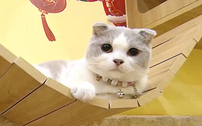 Những câu chuyện thú vị về mèo Những câu chuyện thú vị về mèo