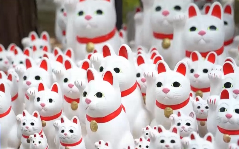 Những câu chuyện thú vị về mèo Những câu chuyện thú vị về mèo