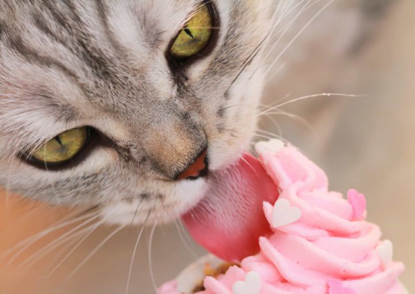 Những sự thật thú vị về mèo khiến bạn đi từ bất ngờ này đến bất ngờ khác